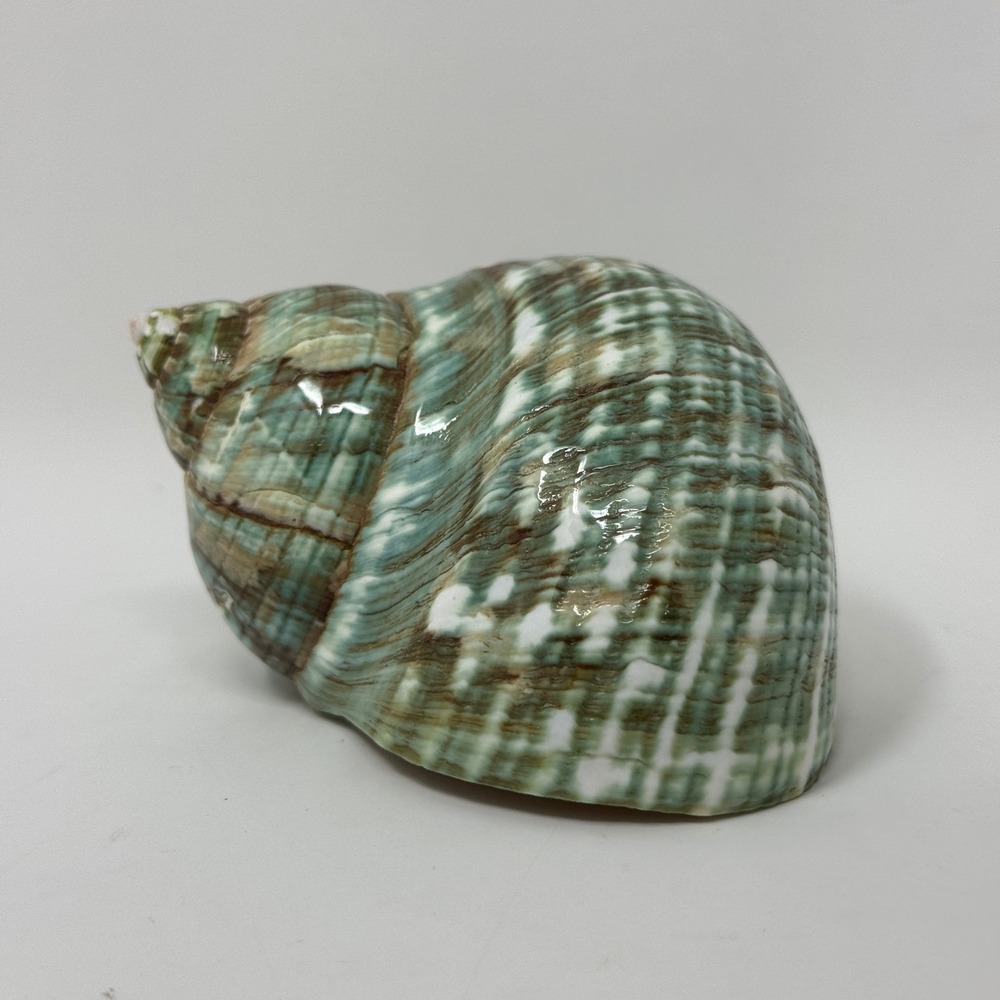 Polished Green Jade Turbo Seashell Natural Decorative Shell 3"